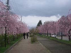 aizu2013-5-D.jpg
