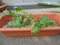 DSCN0851.jpg