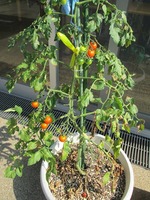 IMG_3474.jpg