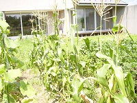 hatake2013-8.jpg
