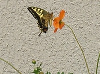 DSC_0107.jpg