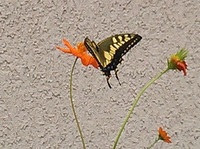 DSC_0108.jpg