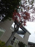 akinootozure5.jpg