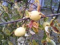DSC_0181.jpg