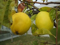 IMG_5149.jpg