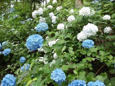 2015.g7.1.1.jpg