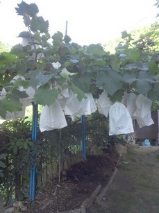 2015.8.2605.jpg