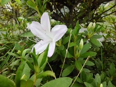 syasin2015.10.2.2.jpg
