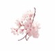 sakura16.03.16.1.jpg