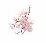 sakura16.03.16.1.jpg