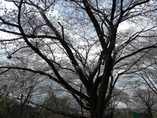 2016.4.19.4.jpg