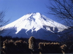 田園から望む富士山