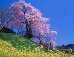 不動桜