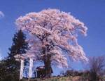 天神桜