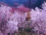 花見山