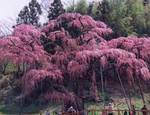地蔵桜