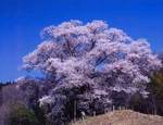 越代の桜