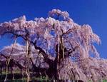 滝桜