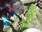 野菜のまびき.jpg