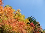 青空と紅葉.jpg
