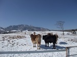 光徳牧場