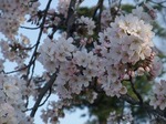 静御前堂の満開の桜（郡山市大槻町）