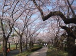 開成山公園の桜並木（郡山市開成）