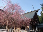 開成山大神宮境内のヤエベニシダレ（郡山市開成）