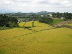 黄金色の田園風景〜ｹｱﾊｳｽ屋上より撮影.jpg