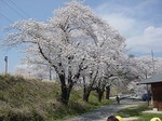 藤田川の満開の桜