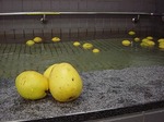 かりん