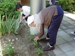 マリーゴールド植え.jpg