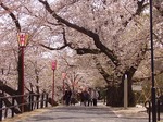 千本桜の桜並木