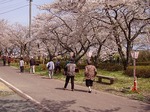 桜並木の散策