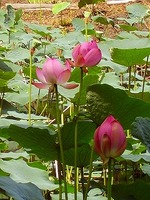 蓮の花.jpg