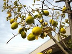 施設の実のなる木　かりん.jpg