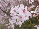 花木団地（郡山市）H21.4.12撮影