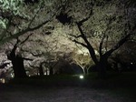 開成山公園の夜桜１（郡山市）H21.4.12撮影