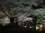 開成山公園の夜桜２（郡山市）H21.4.12撮影