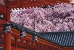 平安神宮