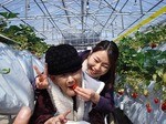 この苺甘いね〜