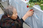 甘そうなイチゴ　これにしよう