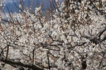 満開の梅の花