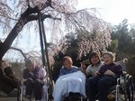 満開の枝垂桜と一緒に記念撮影