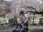 満開の桜はきれいですね!!