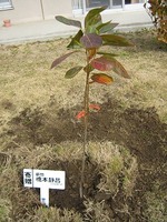 植樹後の柿の苗木.jpg